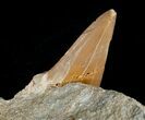 Bargain Otodus Shark Tooth Fossil In Matrix #6387-1